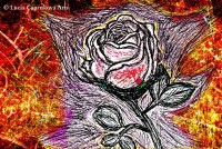 " Wild Rose "